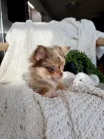 Bliss - Tiny Merle , a female Chihuahua for sale in Beaumont, TX – 4 of 10