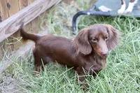 Akc Truffles, a female Miniature Dachshund for sale in Beaumont, TX – 4 of 4
