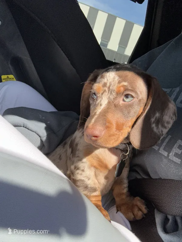 AKC Dapple boy  – Miniature Dachshund puppy for sale in Beaumont, TX