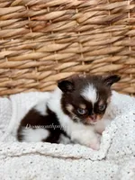 Bentley - Tiny, a male Chihuahua for sale in Beaumont, TX – 2 of 4
