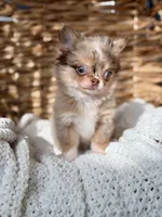 Bliss - Tiny Merle , a female Chihuahua for sale in Beaumont, TX – 6 of 10