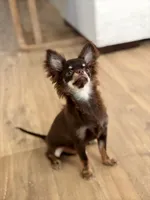 AKC - Rocky , a male Chihuahua for sale in Beaumont, TX – 4 of 8