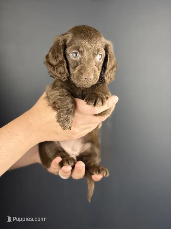 Aria  – Miniature Dachshund puppy for sale in Beaumont, TX