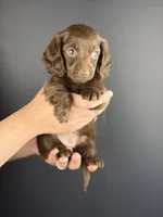 Aria , a female Miniature Dachshund for sale in Beaumont, TX – 1 of 4