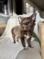 Belle , a female Chihuahua for sale in Beaumont, TX – 2 of 8