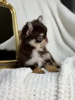 IMPORT AKC Rory, a male Chihuahua for sale in Beaumont, TX – 6 of 6