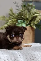 AKC Brody, a male Chihuahua for sale in Beaumont, TX – 9 of 10