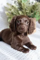 Aria , a female Miniature Dachshund for sale in Beaumont, TX – 8 of 10