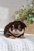 AKC Flash , a male Chihuahua for sale in Beaumont, TX – 3 of 9