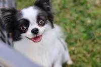 Rosie , a female Chihuahua for sale in Beaumont, TX – 10 of 10