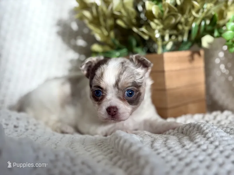Rosie  – Chihuahua puppy for sale in Beaumont, TX