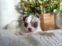 Rosie , a female Chihuahua for sale in Beaumont, TX – 1 of 10