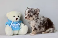 Merle - Ryker, a male Chihuahua for sale in Fannett, TX – Photo 3 of 7