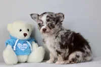 Merle - Ryker, a male Chihuahua for sale in Fannett, TX – Photo 6 of 7