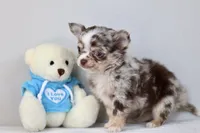 Merle - Ryker, a male Chihuahua for sale in Fannett, TX – Photo 5 of 7