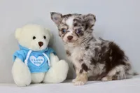 Merle - Ryker, a male Chihuahua for sale in Fannett, TX – Photo 1 of 7