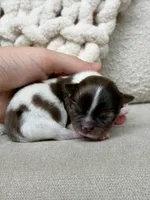 Milo, a male Chihuahua for sale in Beaumont, TX – 2 of 4