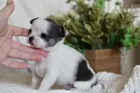 AKC Gamora , a female Chihuahua for sale in Beaumont, TX – 4 of 7