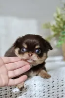 AKC Flash , a male Chihuahua for sale in Beaumont, TX – 4 of 9