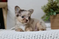 Elvis , a male Chihuahua for sale in Beaumont, TX – 2 of 4