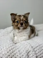 Milo, a male Chihuahua for sale in Beaumont, TX – 6 of 8