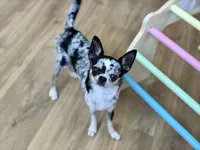 Gwen - Spayed, a female Chihuahua for sale in Beaumont, TX – 3 of 3