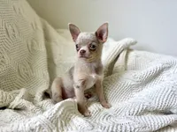 Bruiser , a male Chihuahua for sale in Beaumont, TX – 3 of 3