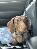 AKC Dapple boy , a male Miniature Dachshund for sale in Beaumont, TX – 1 of 1