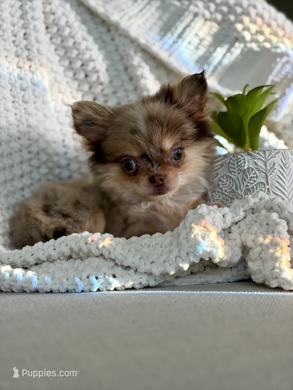 Bliss - Tiny Merle  – Chihuahua puppy for sale in Beaumont, TX