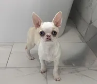 Frost, a male Chihuahua for sale in Beaumont, TX – Photo 1 of 2