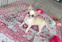 Frost, a male Chihuahua for sale in Beaumont, TX – Photo 2 of 2