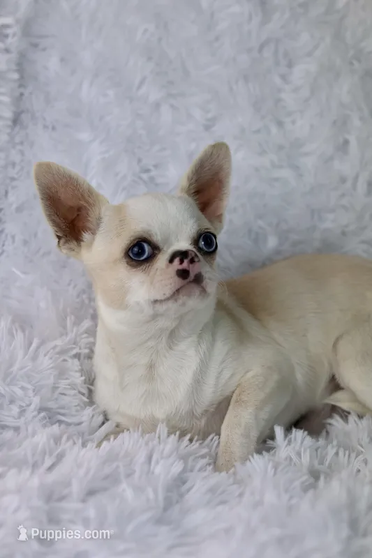 BLUE EYES  – Chihuahua puppy for sale in Beaumont, TX