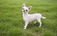 BLUE EYES , a male Chihuahua for sale in Beaumont, TX – Photo 2 of 3