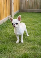 BLUE EYES , a male Chihuahua for sale in Beaumont, TX – Photo 3 of 3