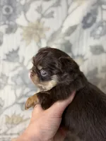 Brody, a male Chihuahua for sale in Beaumont, TX – 5 of 8