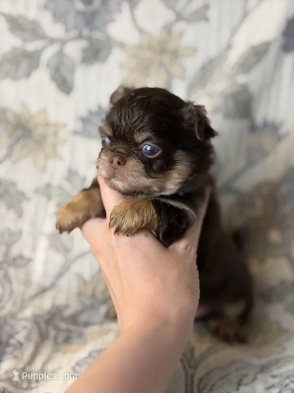 Brody – Chihuahua puppy for sale in Beaumont, TX
