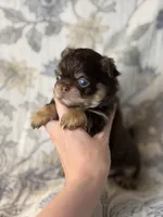 Brody, a male Chihuahua for sale in Beaumont, TX – 1 of 8