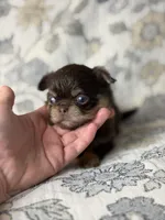 Brody, a male Chihuahua for sale in Beaumont, TX – 4 of 8
