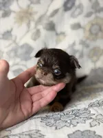 Brody, a male Chihuahua for sale in Beaumont, TX – 3 of 8