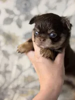 Brody, a male Chihuahua for sale in Beaumont, TX – 2 of 8