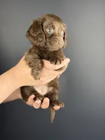 Aria , a female Miniature Dachshund for sale in Beaumont, TX – 3 of 4