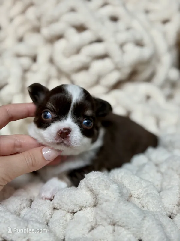 Sox – Chihuahua puppy for sale in Beaumont, TX