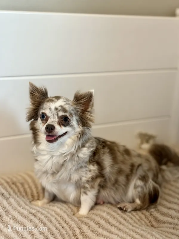 Nira - Spayed  – Chihuahua puppy for sale in Beaumont, TX