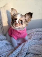 Blair , a female Chihuahua for sale in Beaumont, TX – 2 of 7