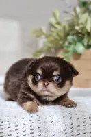 AKC Flash , a male Chihuahua for sale in Beaumont, TX – 7 of 9