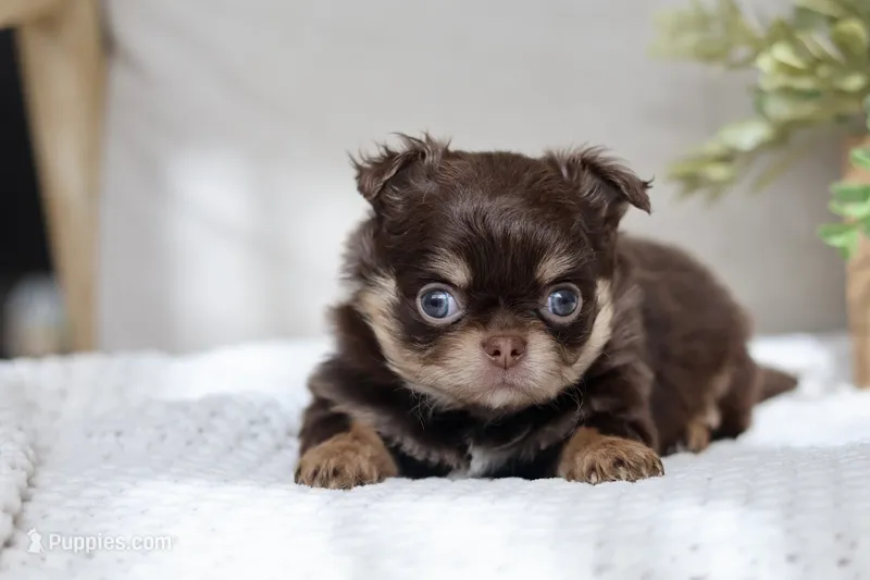 AKC Brody – Chihuahua puppy for sale in Beaumont, TX