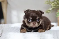 AKC Brody, a male Chihuahua for sale in Beaumont, TX – 2 of 10