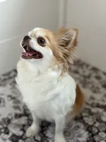 Emmy - Spayed , a female Chihuahua for sale in Beaumont, TX – 2 of 3