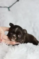 Ember, a female Chihuahua for sale in Fannett, TX – Photo 2 of 5