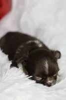 Ember, a female Chihuahua for sale in Fannett, TX – Photo 3 of 5